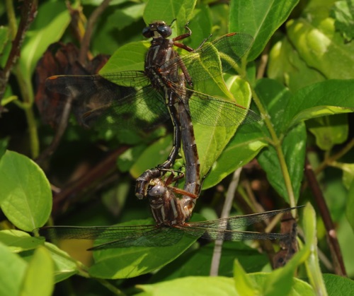 Pair in copula
2010_04_25_Floyd